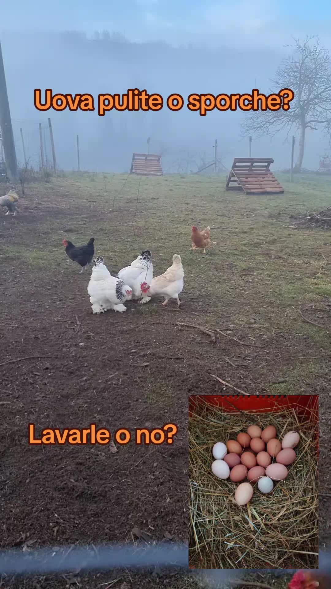 @Il leone e la gallina
