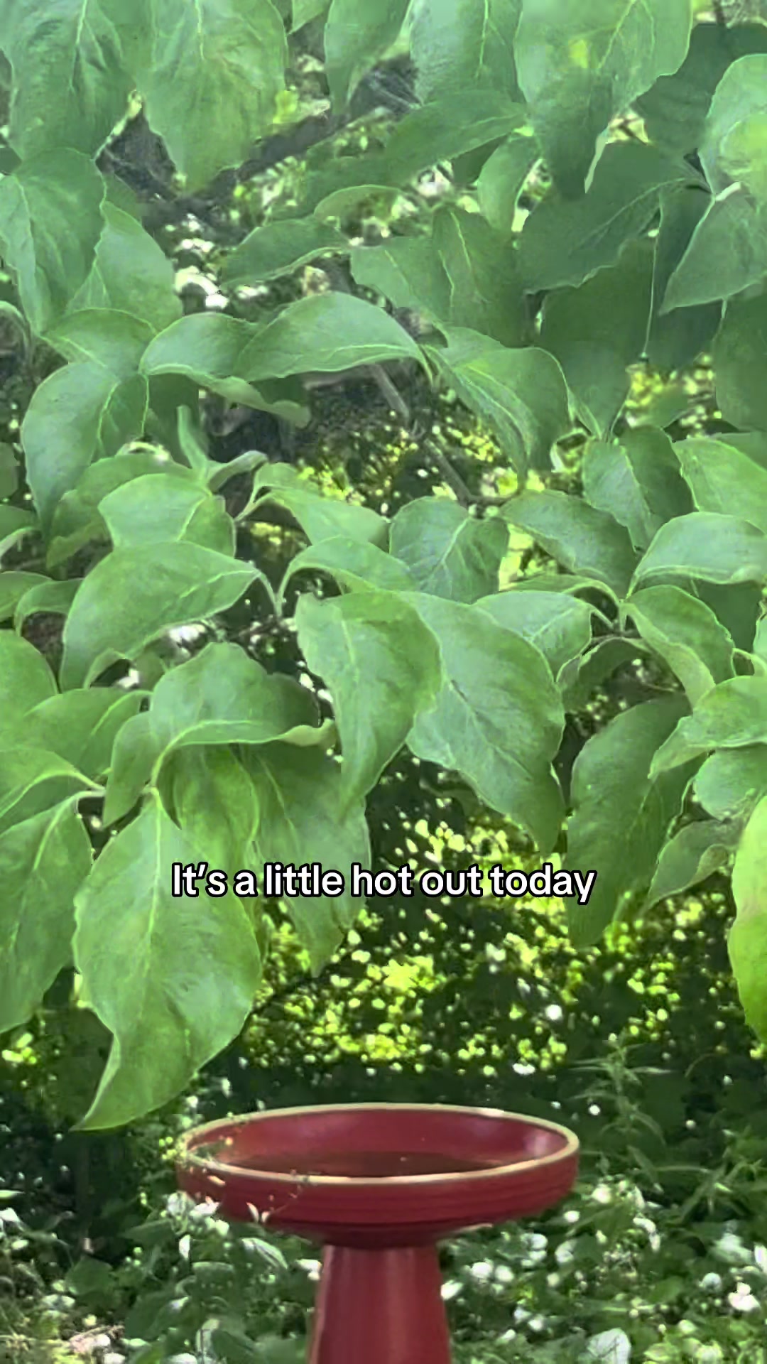 @elena