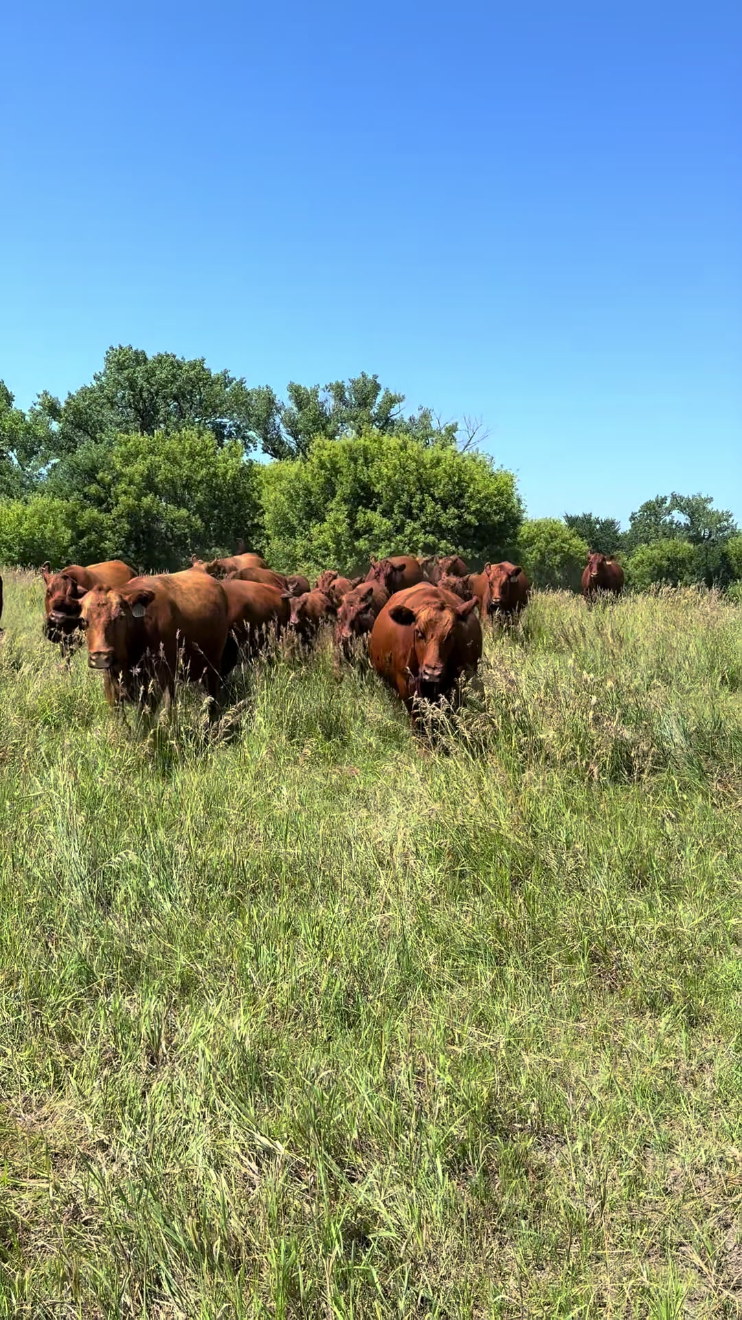 @Circle E Ranch Red Angus MN