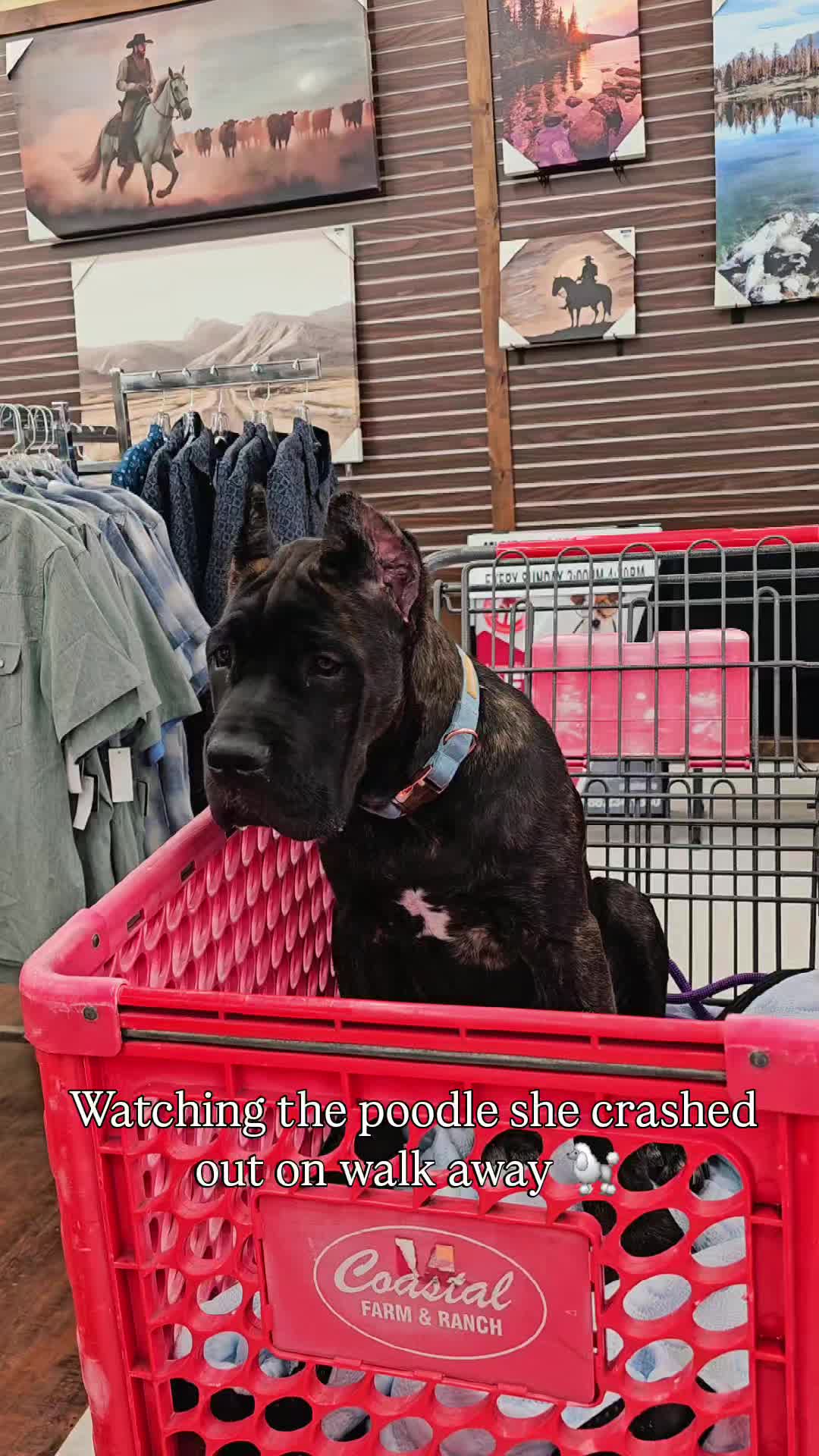 @SalmonCreekCaneCorso