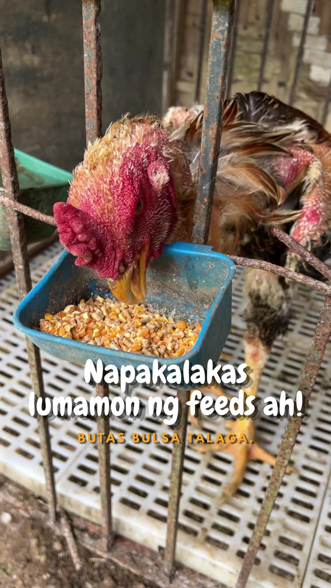@indaypoypoy