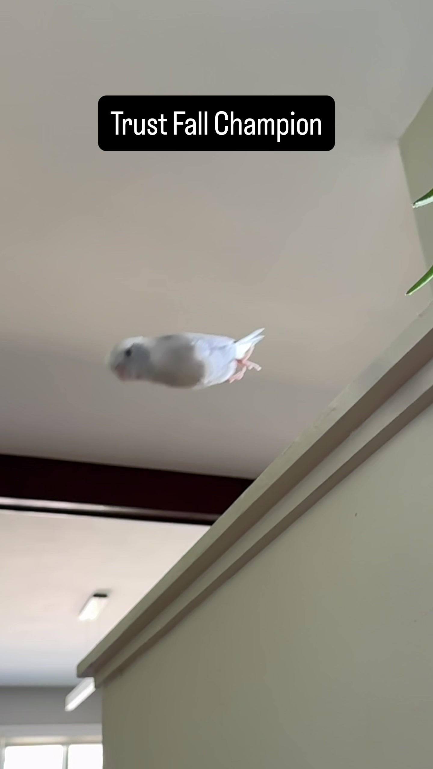 @arlobird