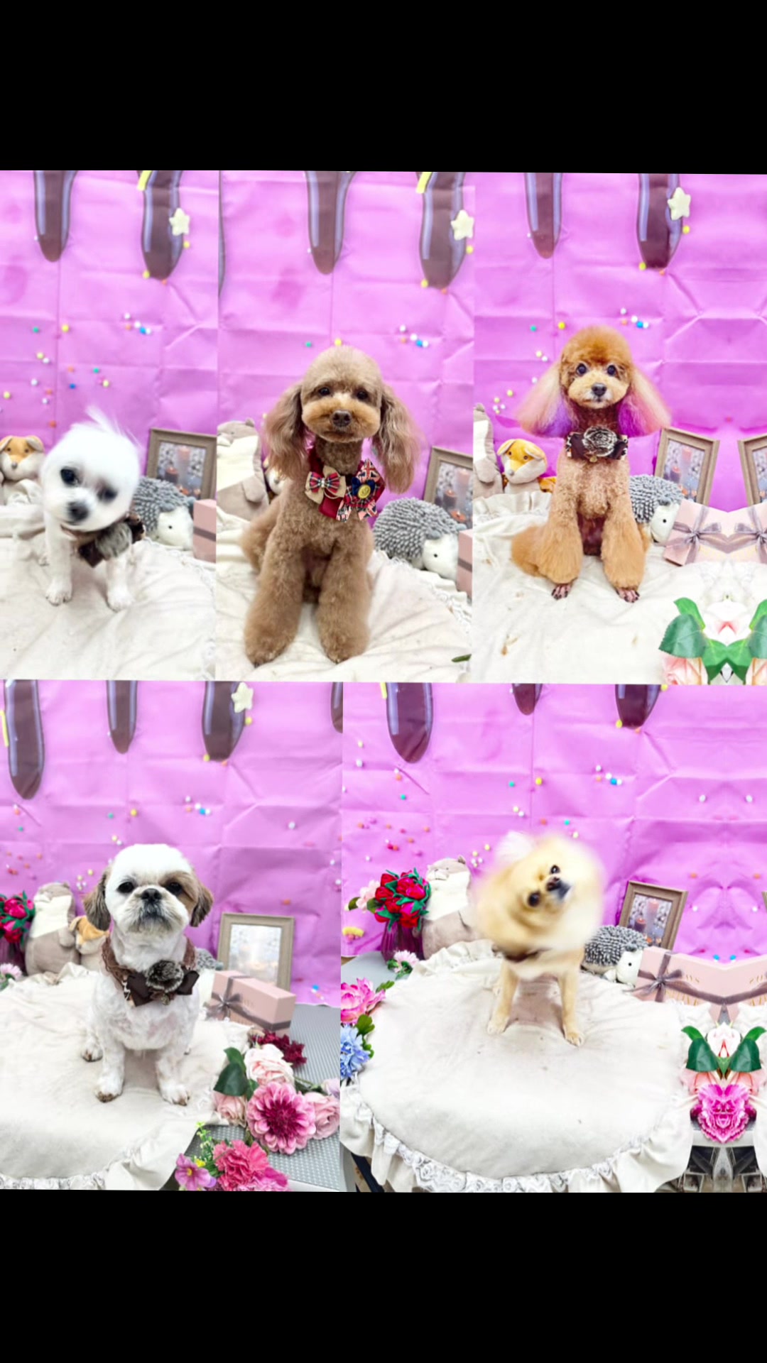 @petsalon_connect