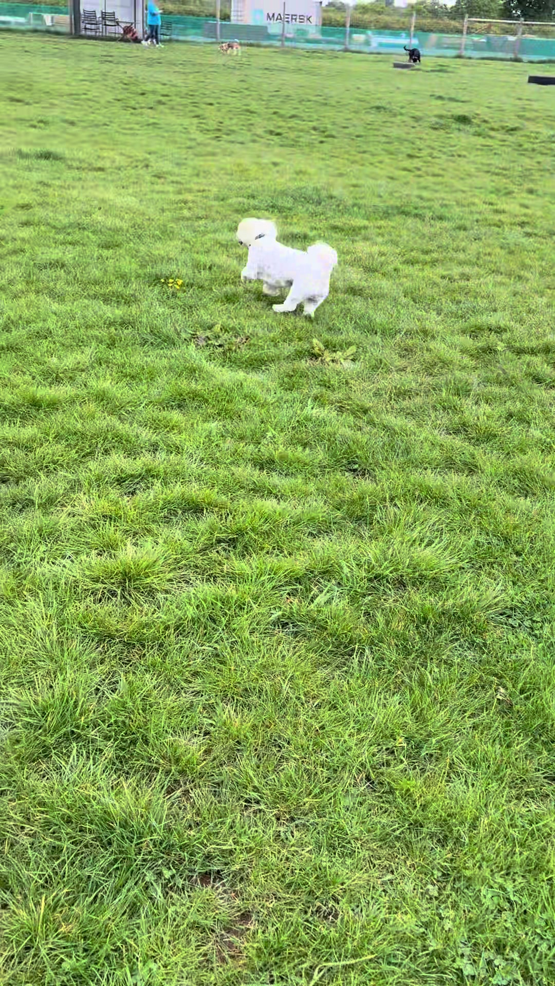 @Lauren & Sam&rsquo;s Dog Walking