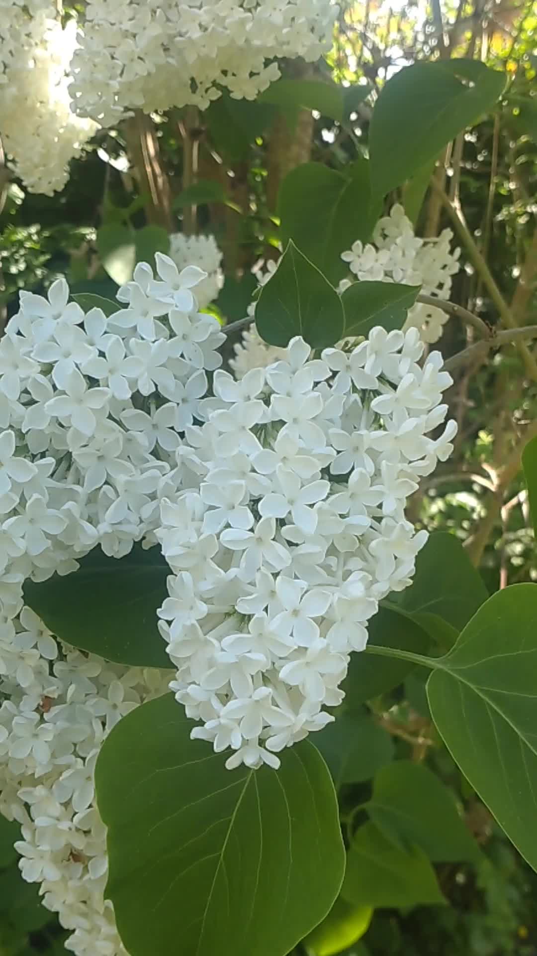 @يوسف الرفاعي