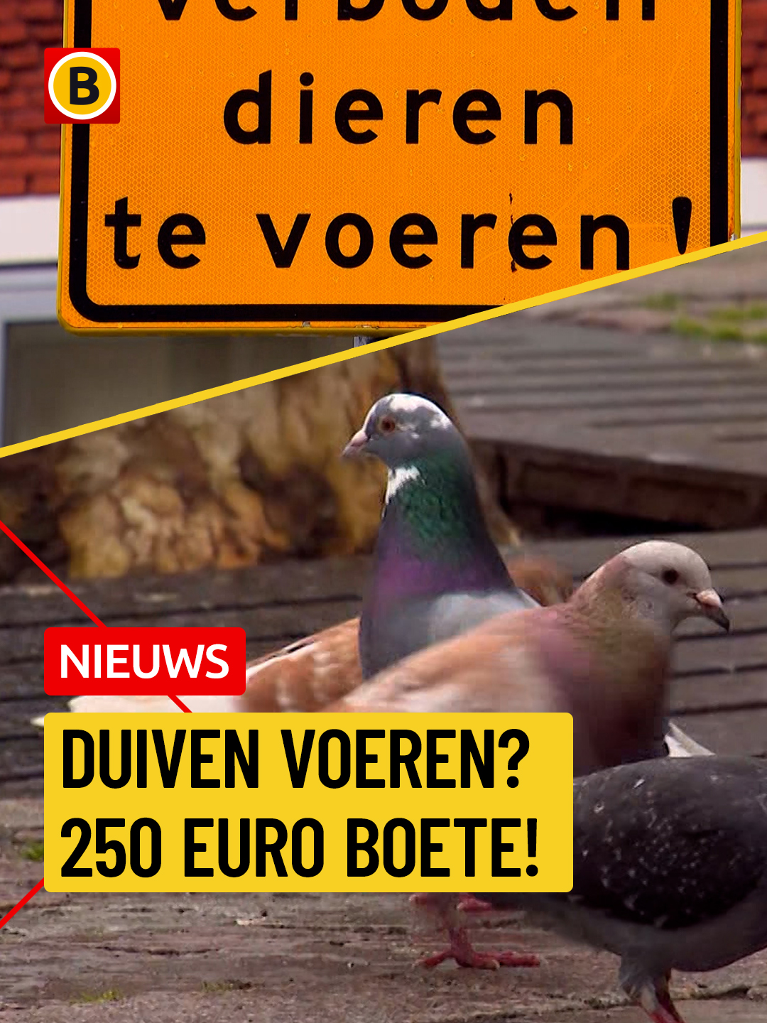 @Omroep Brabant