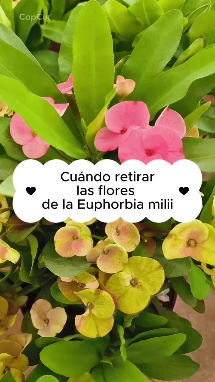 @𝑴𝒊 P𝒂𝒕𝒊𝒐𝒉𝒖𝒆𝒓𝒕𝒐