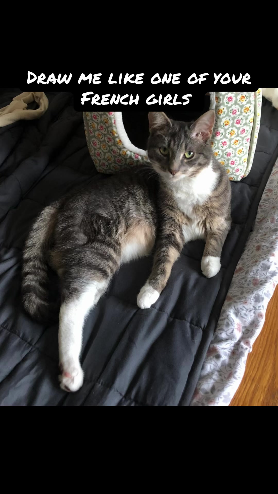 @TheCatandDogTeam
