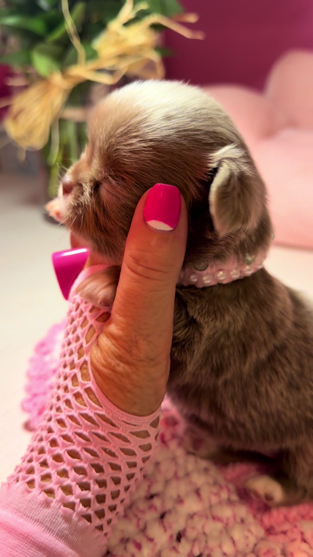 @Xhiana Chihuahuas. 🇪🇸
