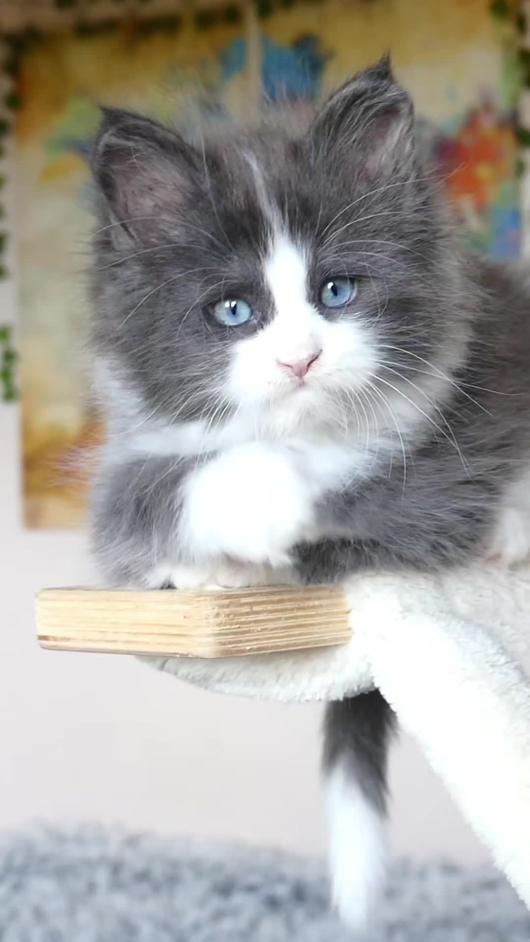 @Cattery Of Wild Kingdom