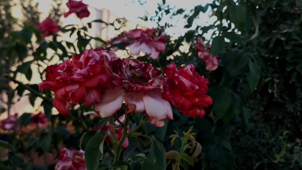 @𝓪𝓱𝓶𝓮𝓭 ¹⁸ 🦇