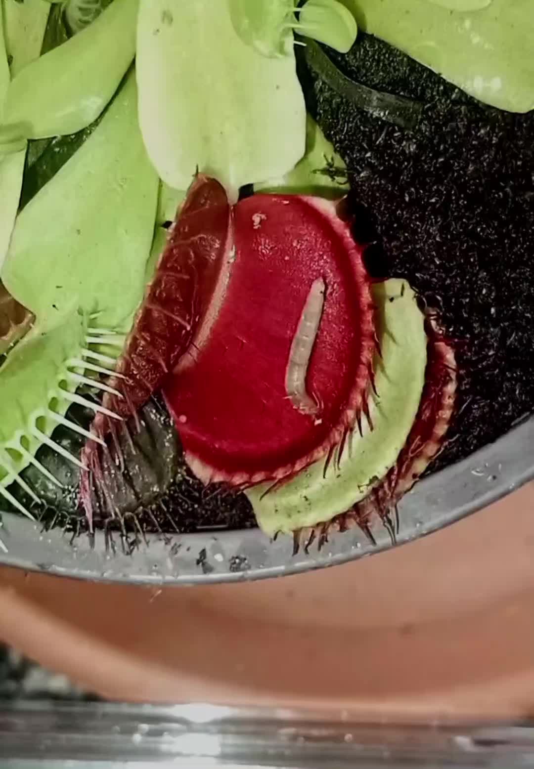 @creepy.crawlie.claire