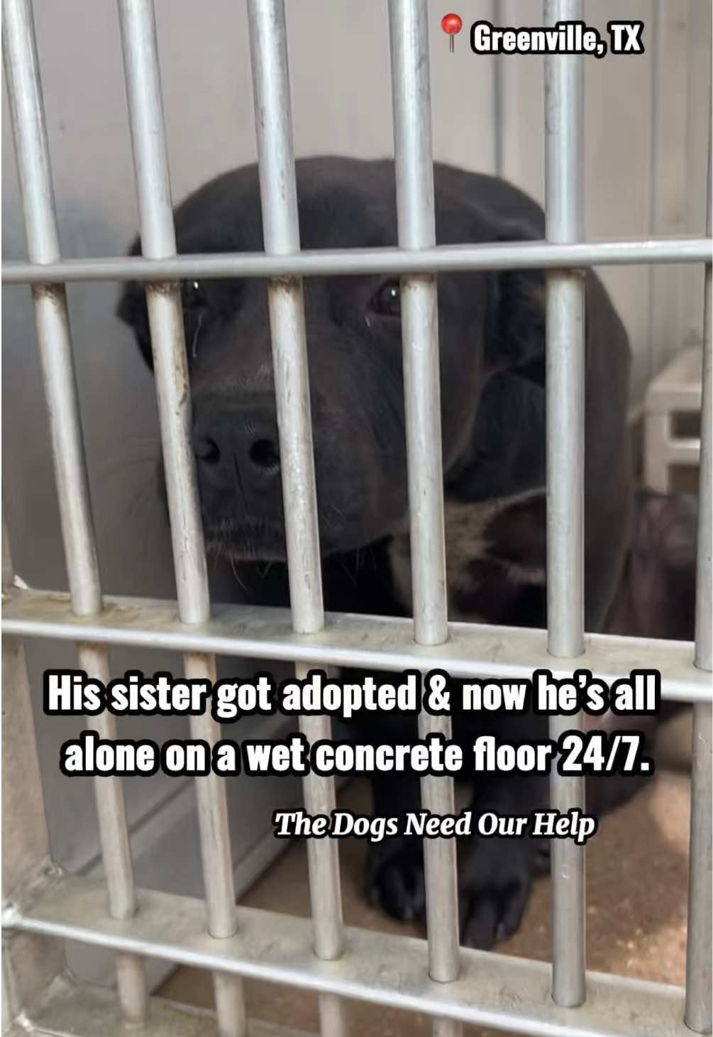@The Dogs Need Our Help