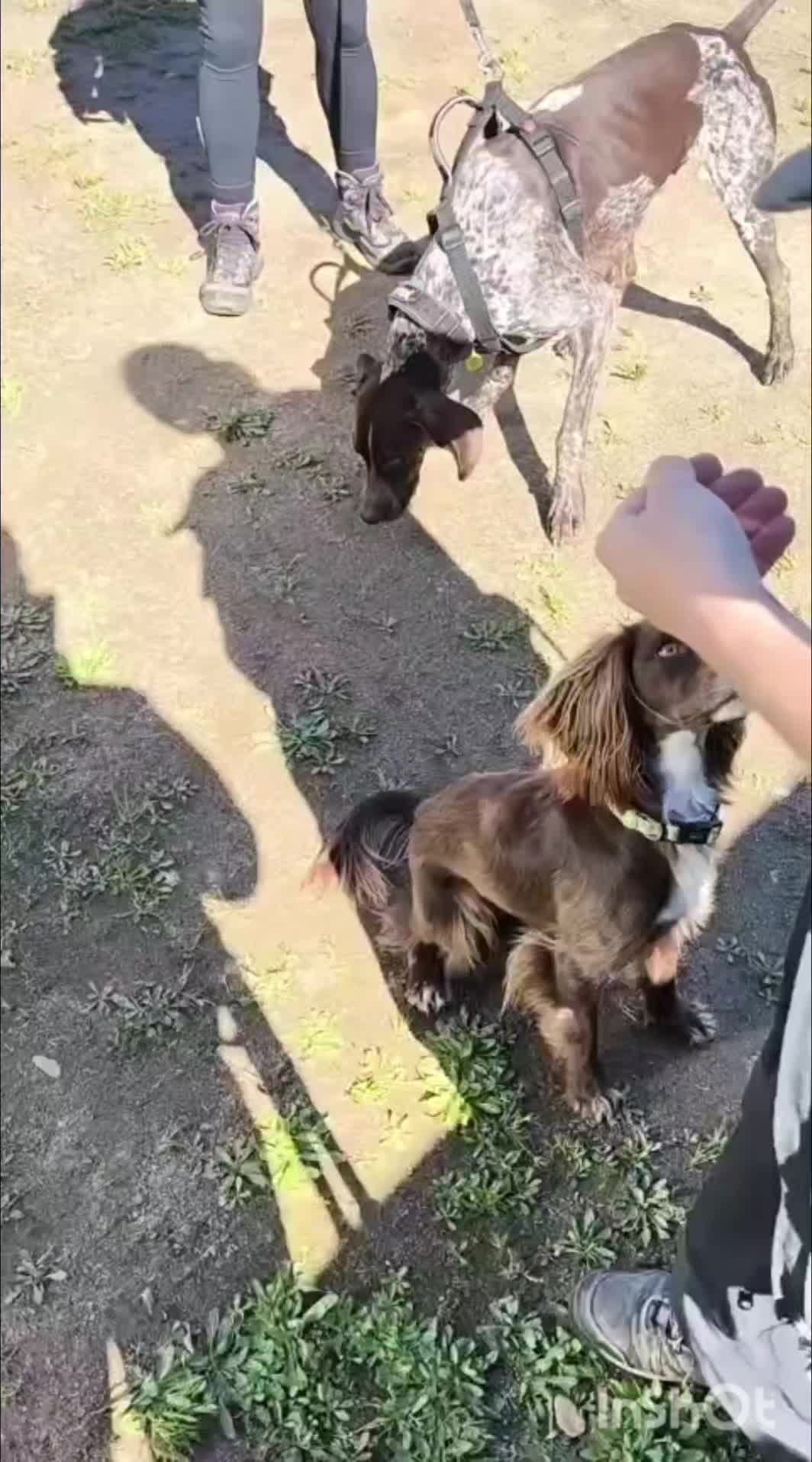 @Rock a Dog