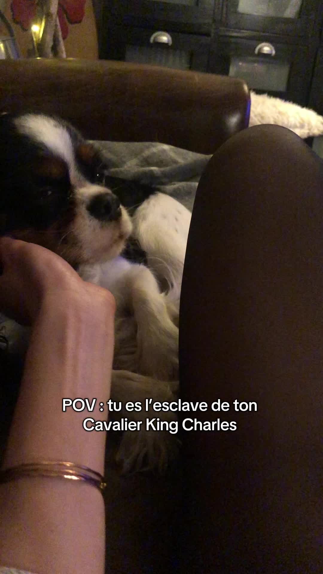 @Cavalier King Charles