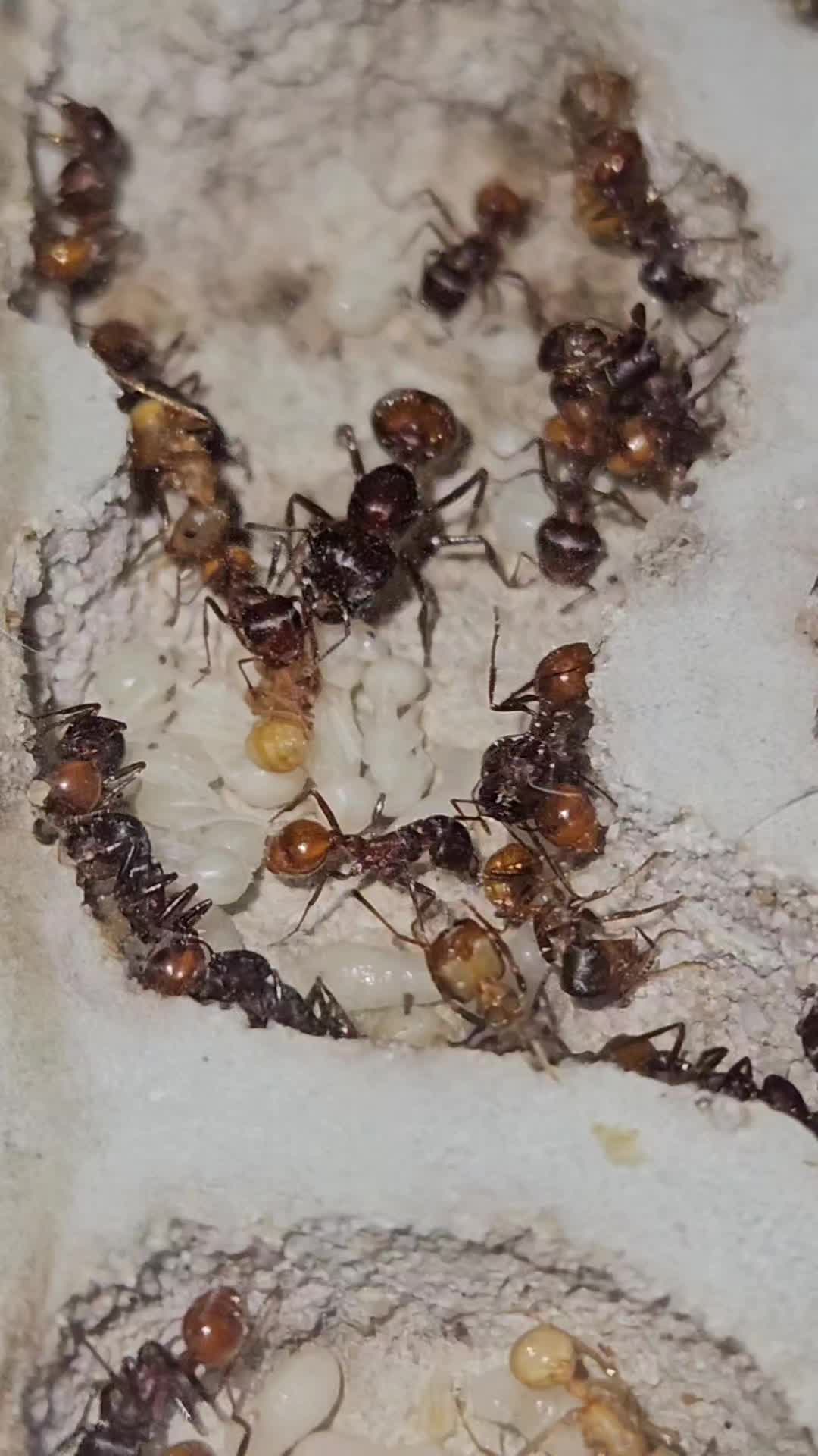 @Aaron's Ants