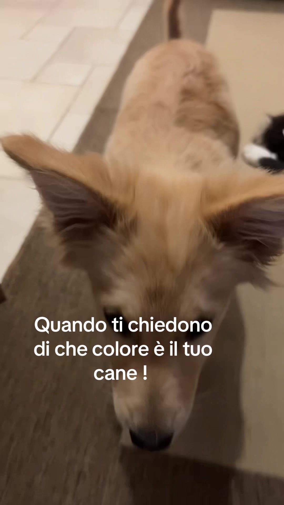 @Angyivk