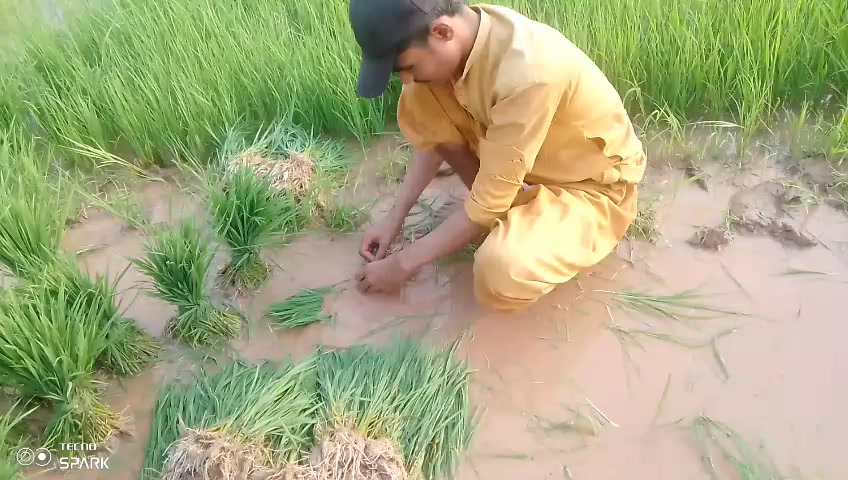 @absar Jani