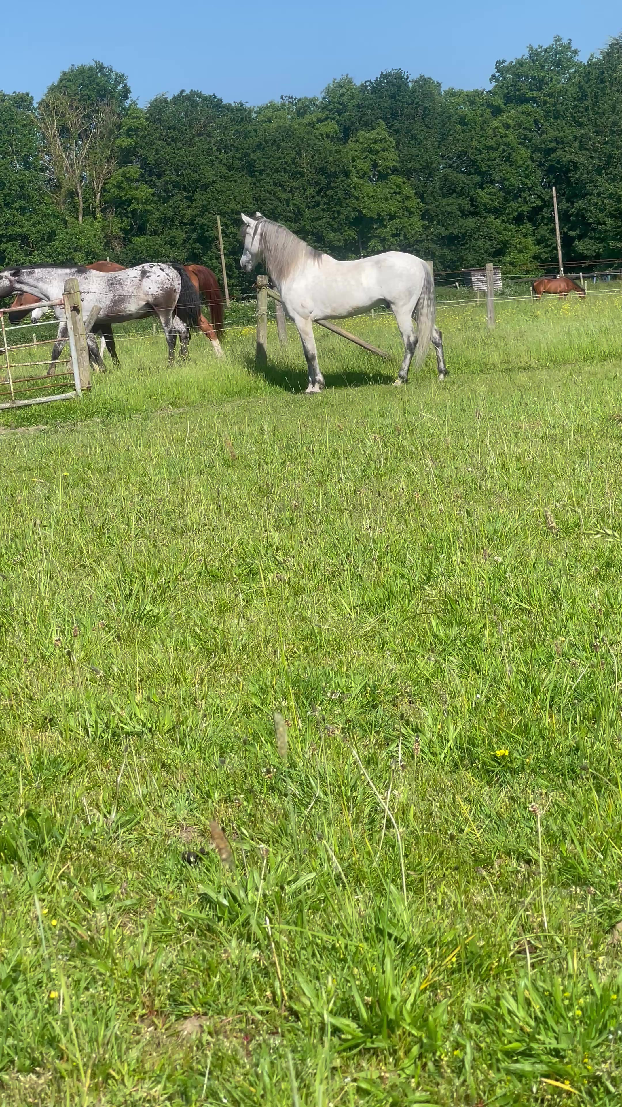 @Slough horses