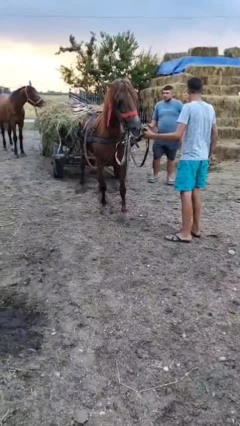 @Ștefăniță Oprea