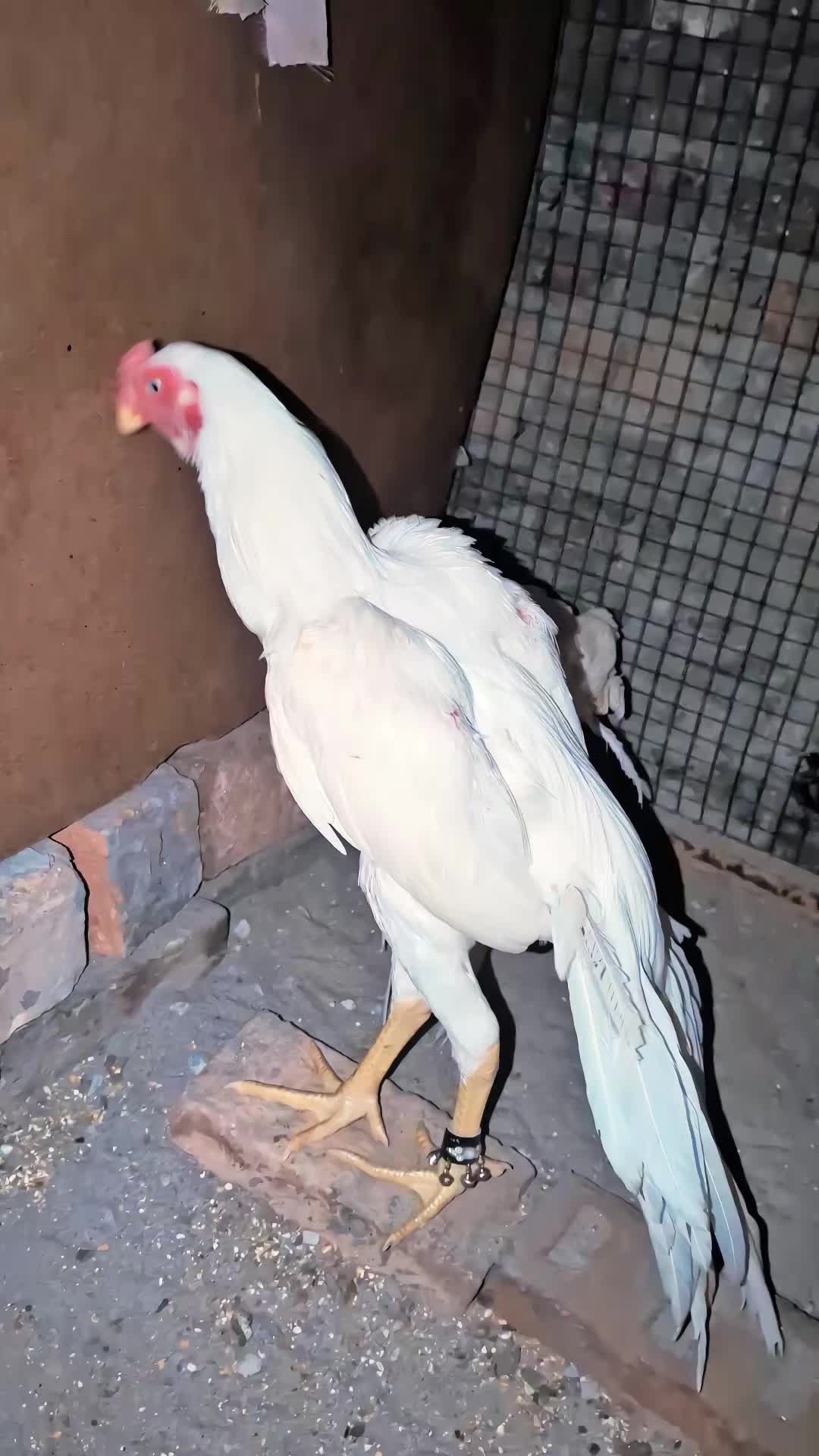 @احسن اعوان پنڈی وال اصیل