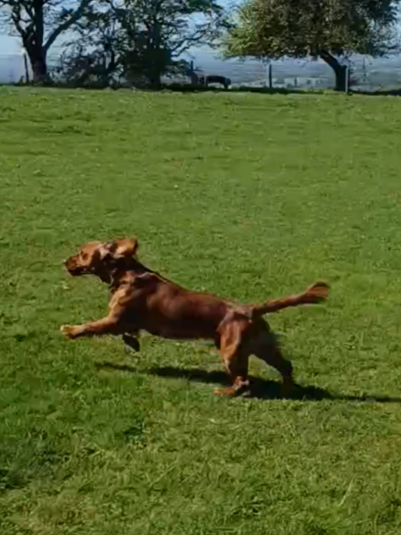 @🐕Mountain Bertie 🐕