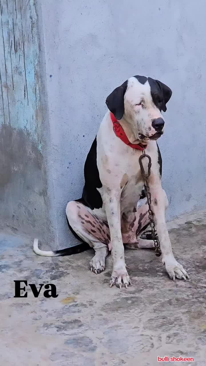 @bullishokeen2
