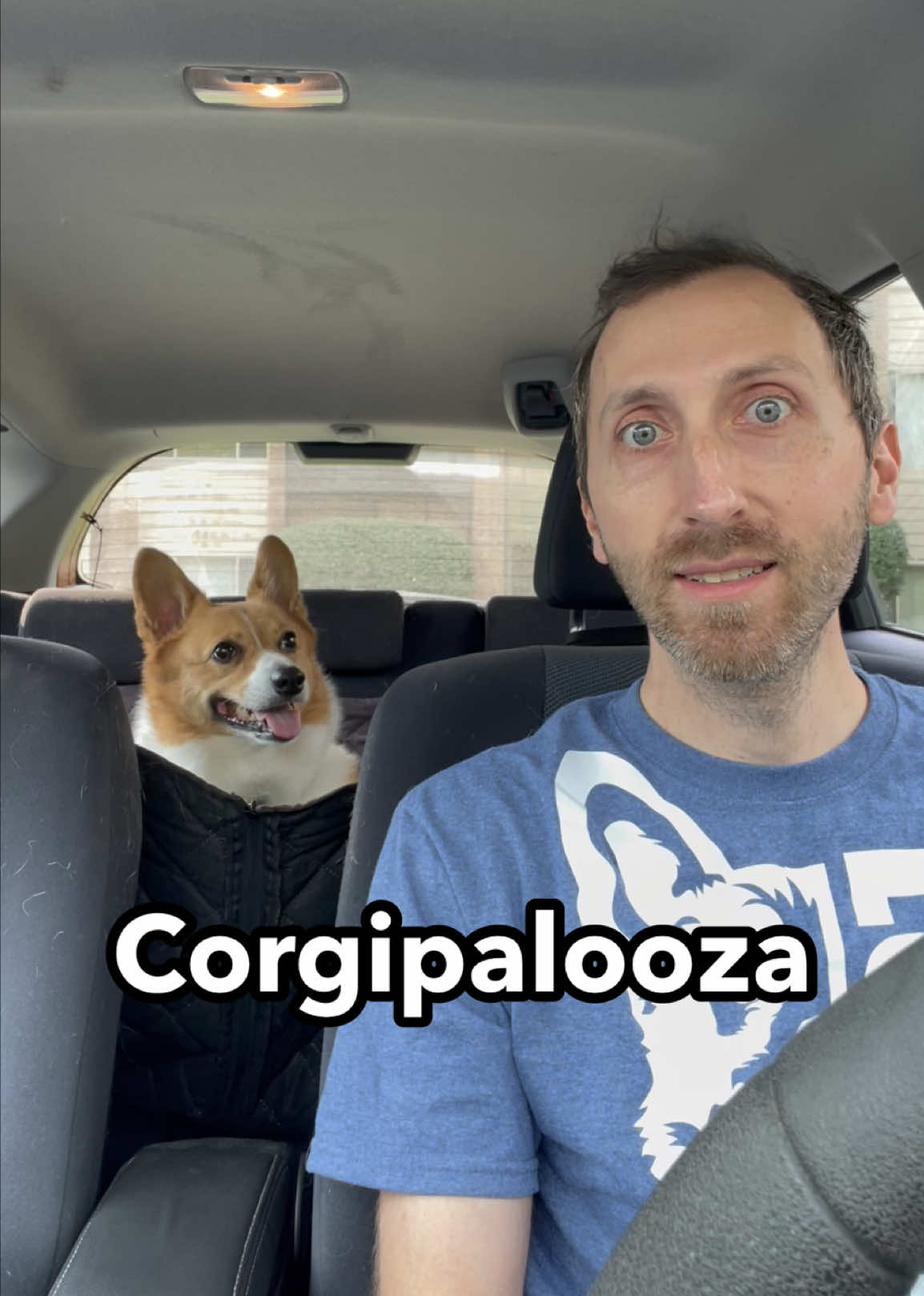 @Charlie the Corgi