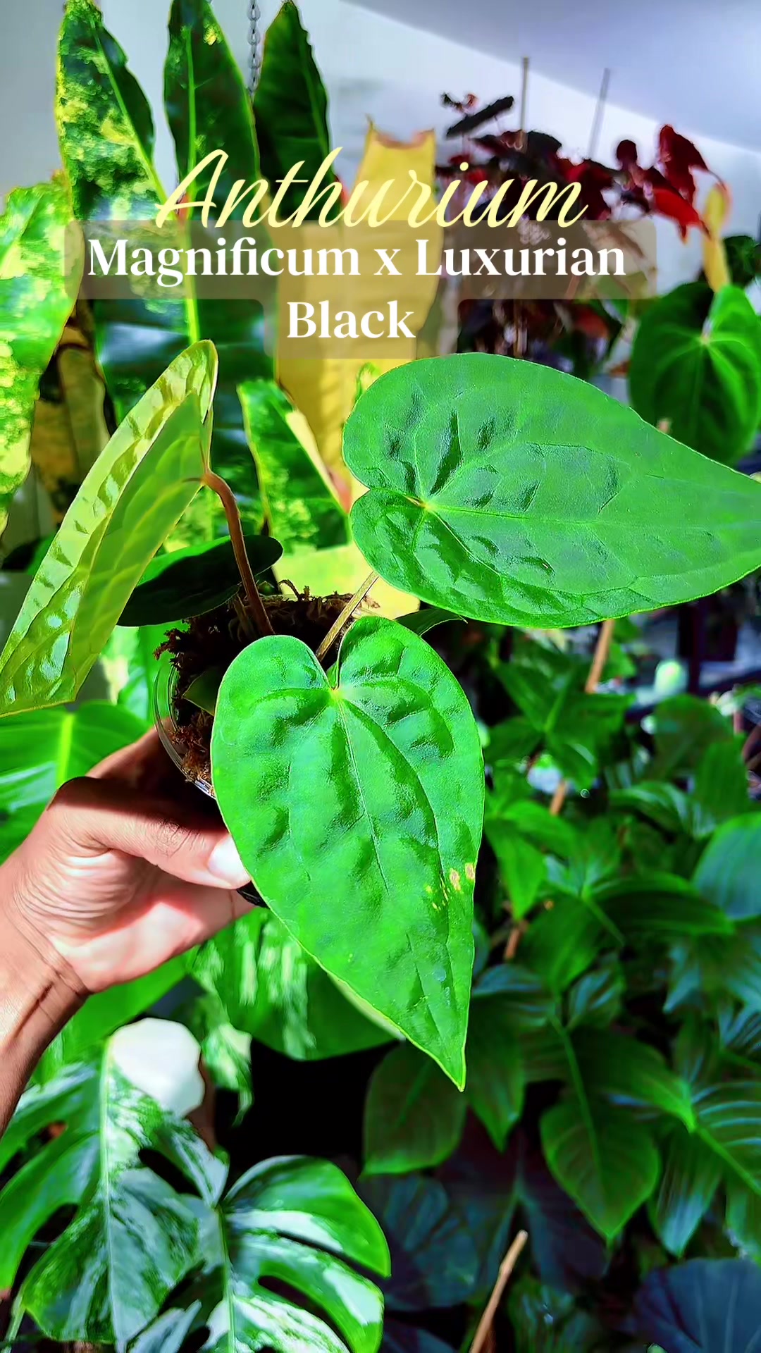 @PlantLadyNico🪴