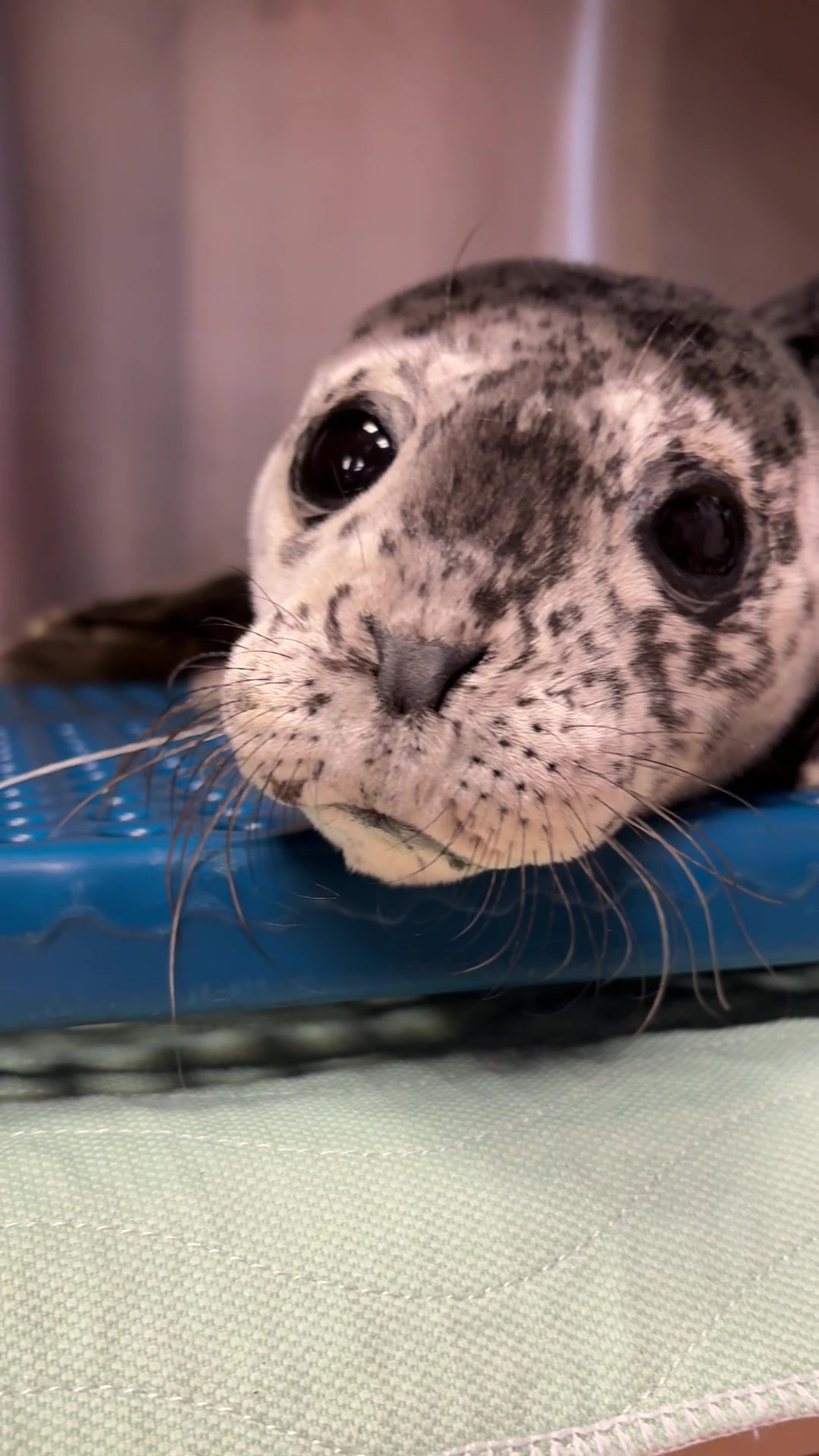 @Marine Mammal Rescue Society