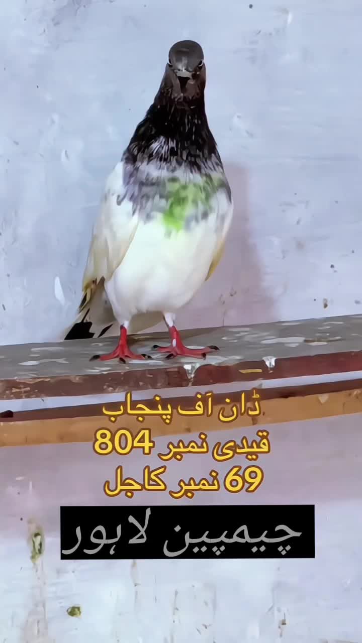 @Piplan pigeons Sale point๐
