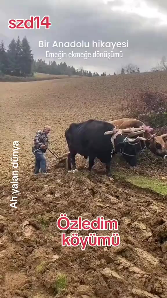 @RAMAZAN ŞEKER