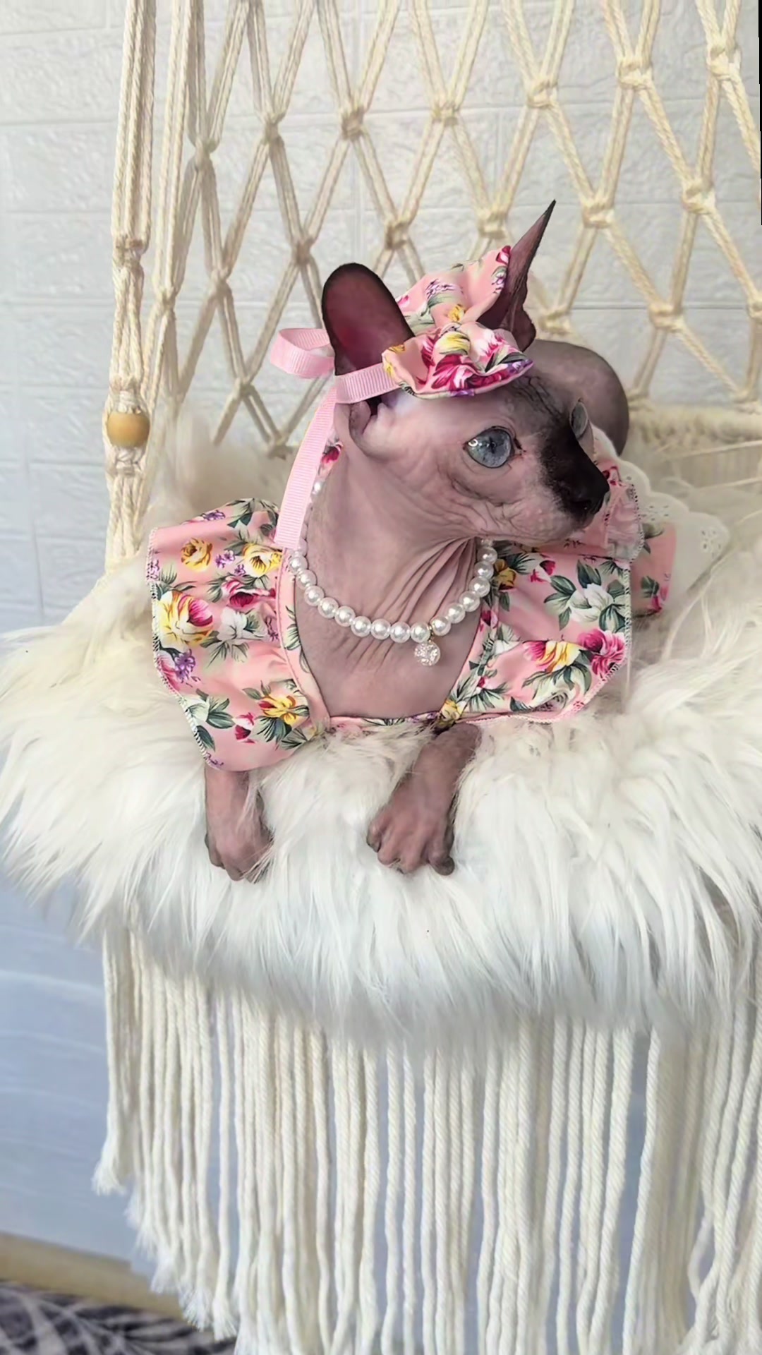 @Diana Ciortan Sphynx Romania