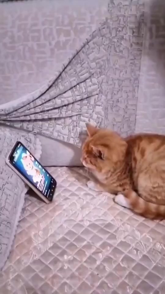 @💞S̴E̴V̴D̴A̴ ̴💞KEDİ💞