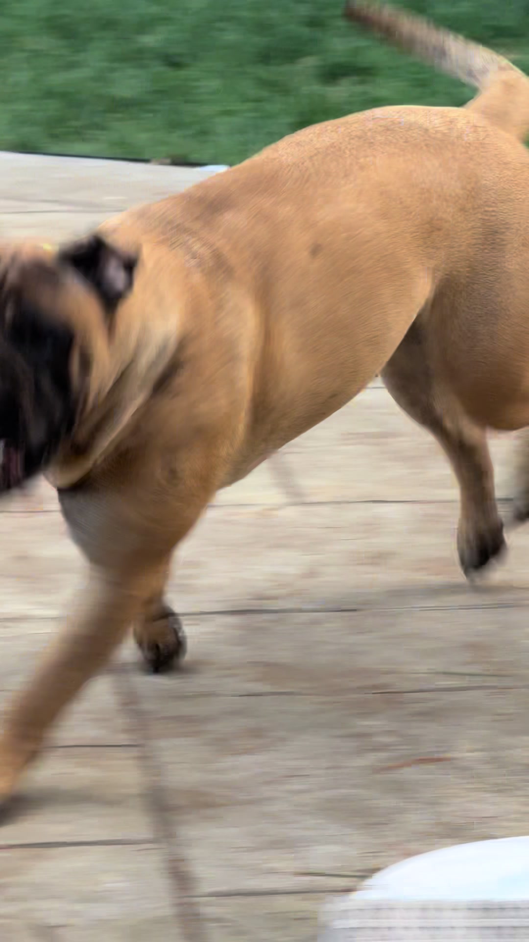@🐾BullMastiff Mom 🐾💜