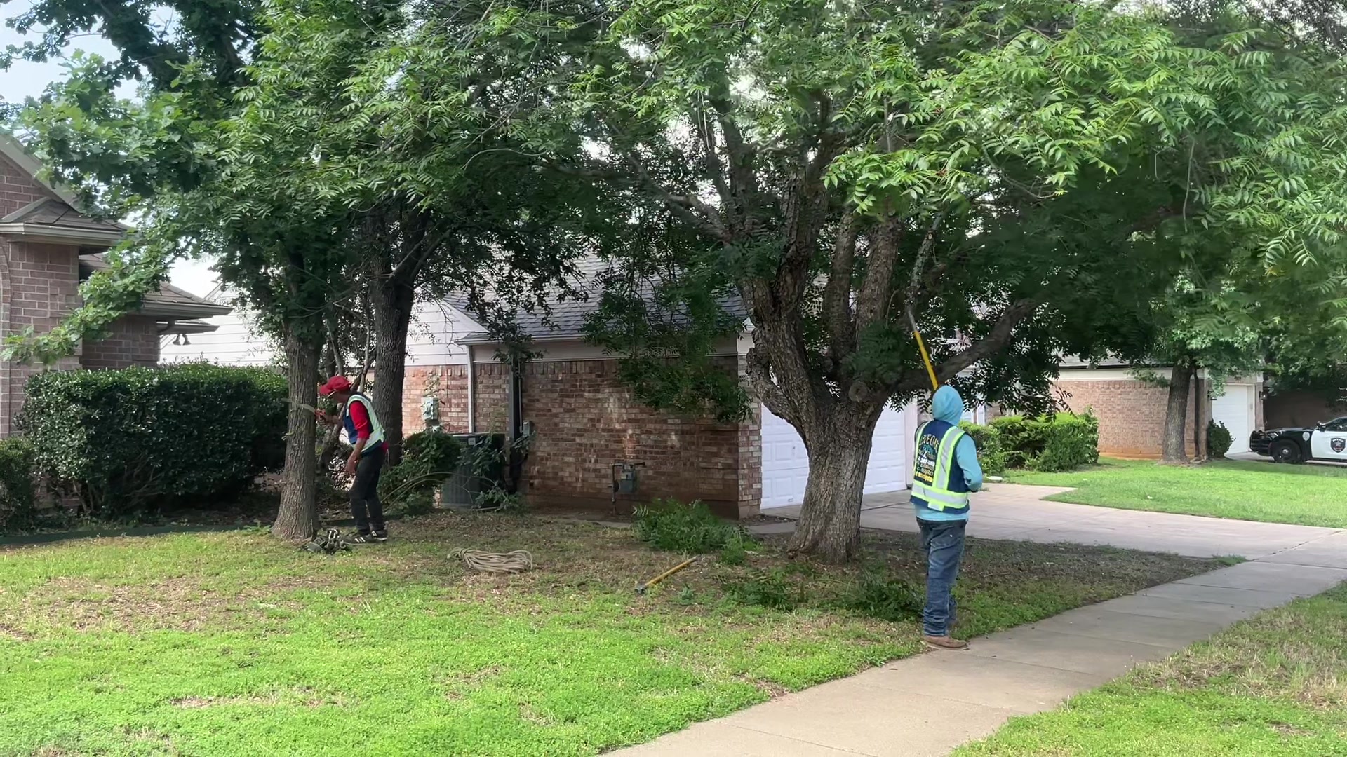@Live Oak Tree Service