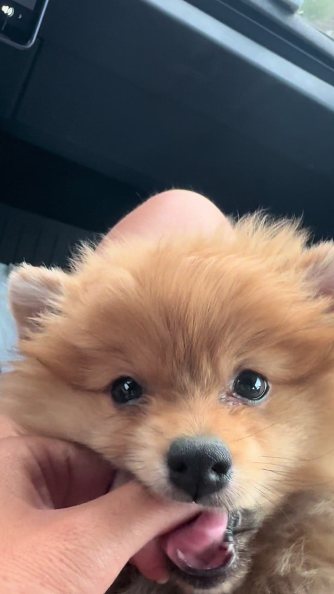 @tiffanysdiamonddogs