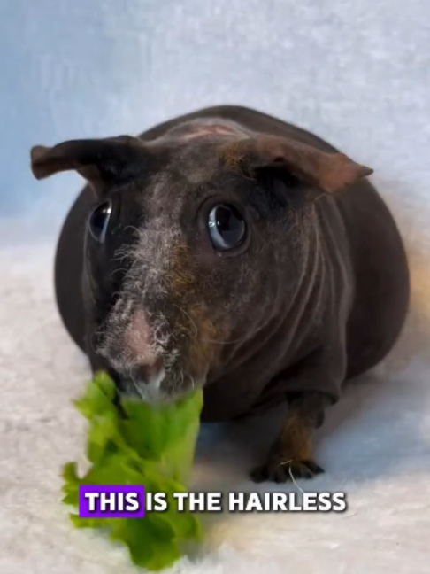 @PawblemsDaily