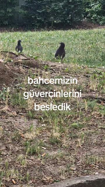 @Gurbetci