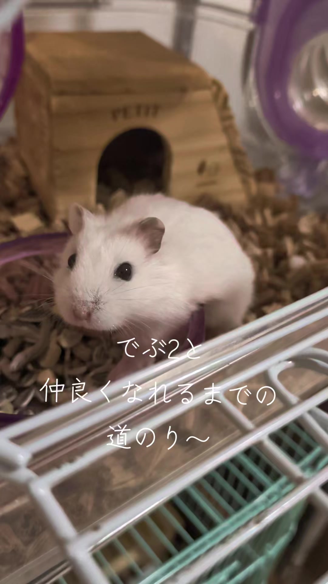 @二本1可愛いハムスターのいる暮らし