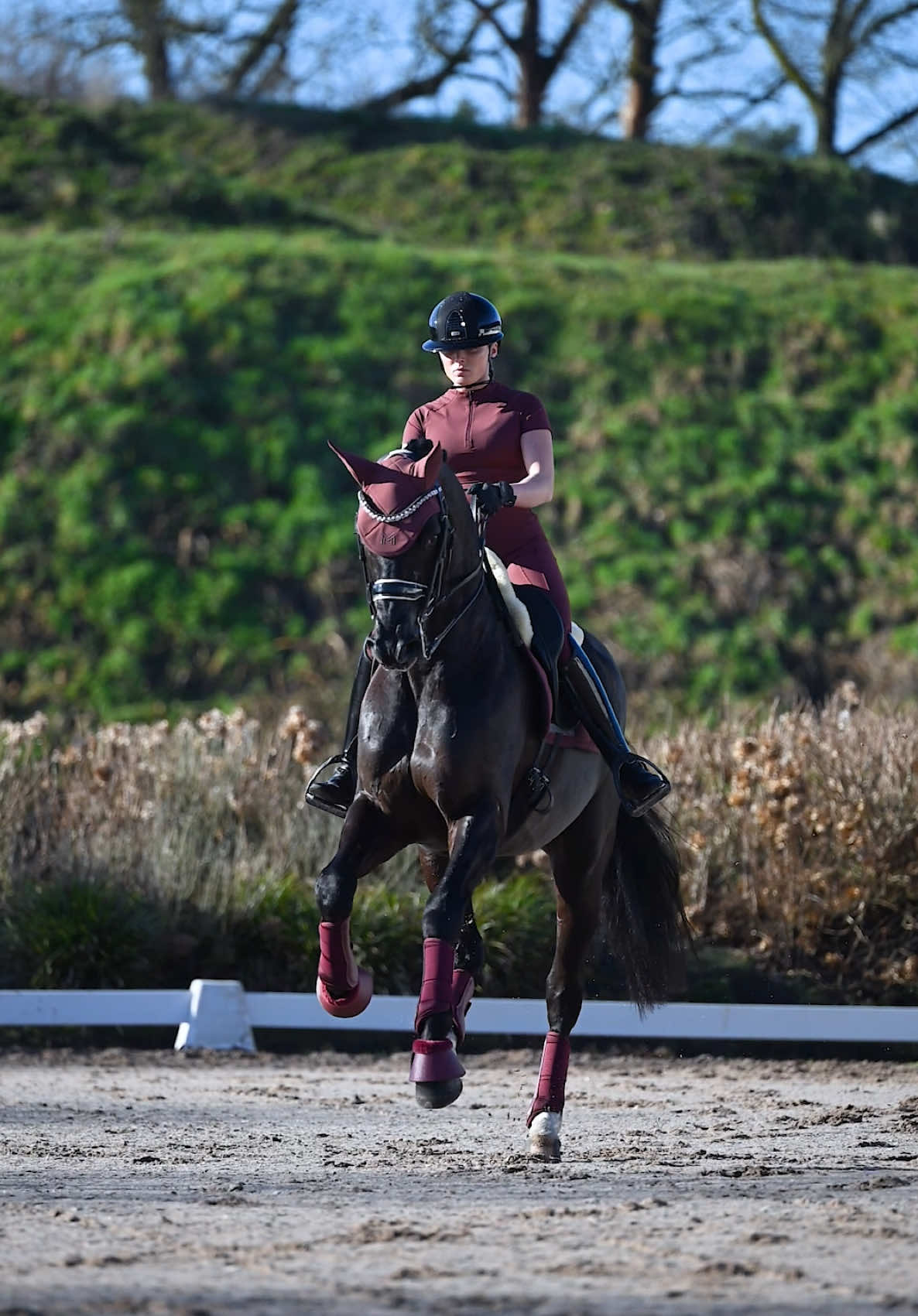 @Maximilian Equestrian