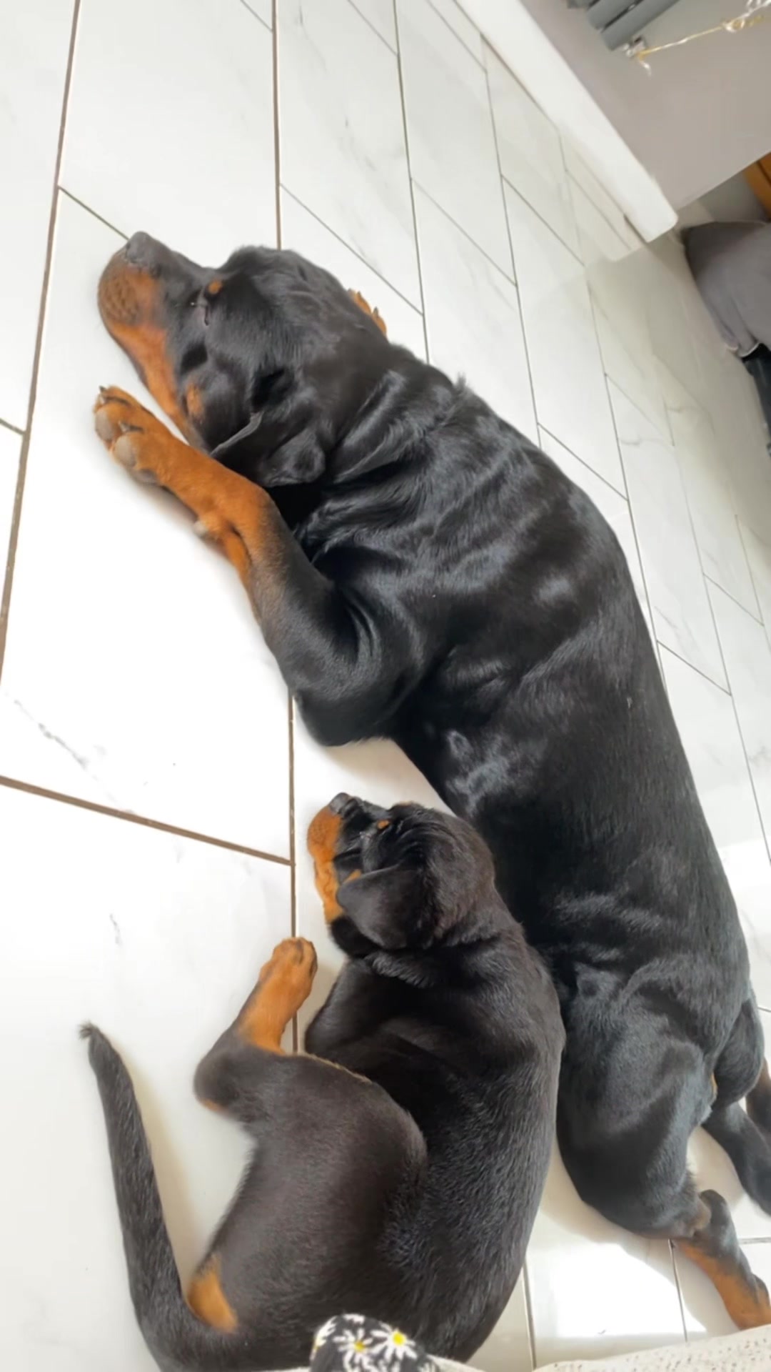 @tasha.stella.lola.kong