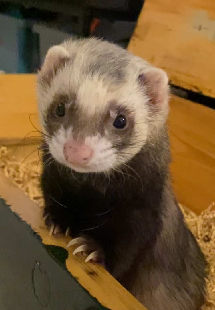 @FerretFiesta