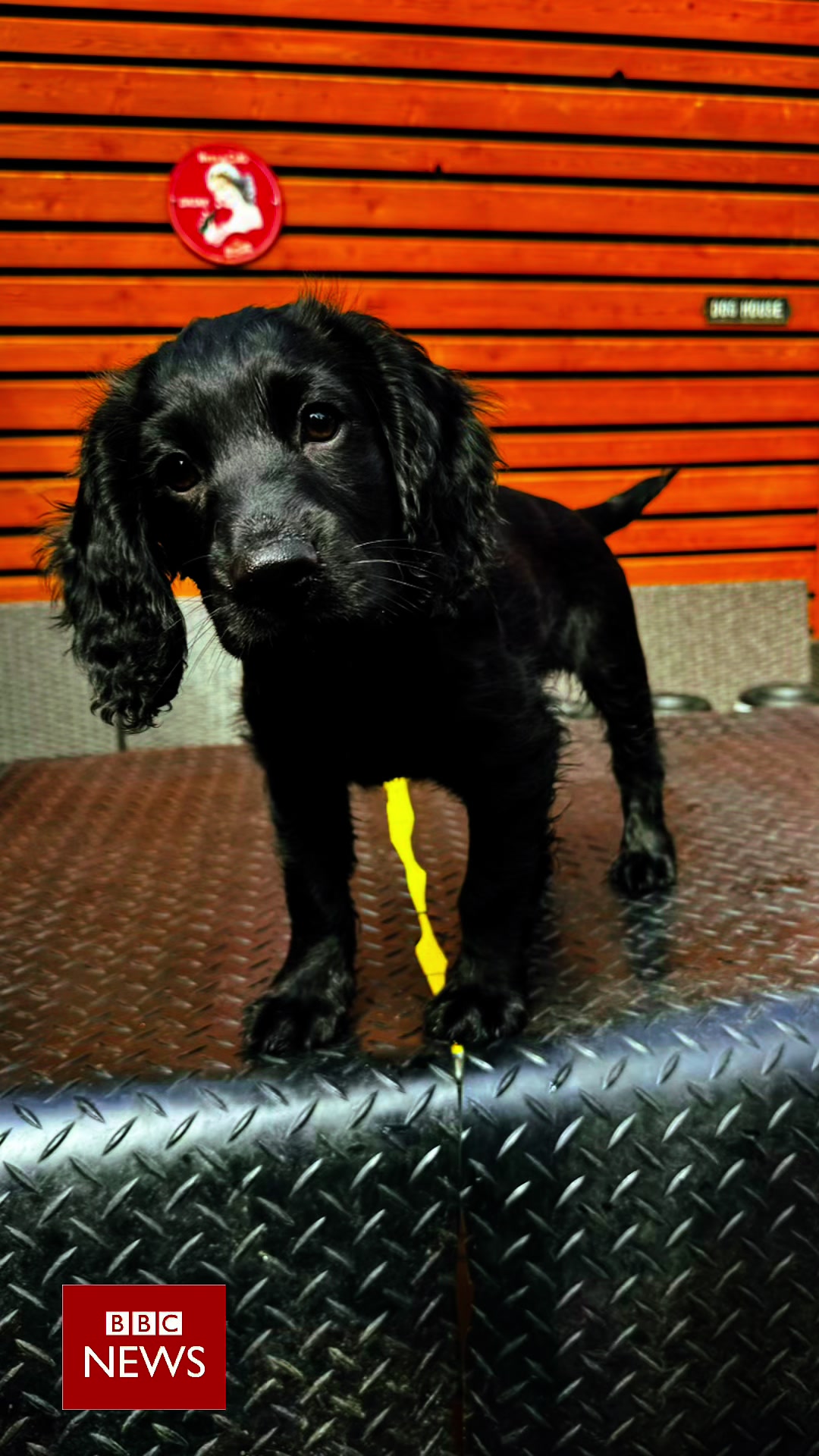 @Trails For Tails Dog Training
