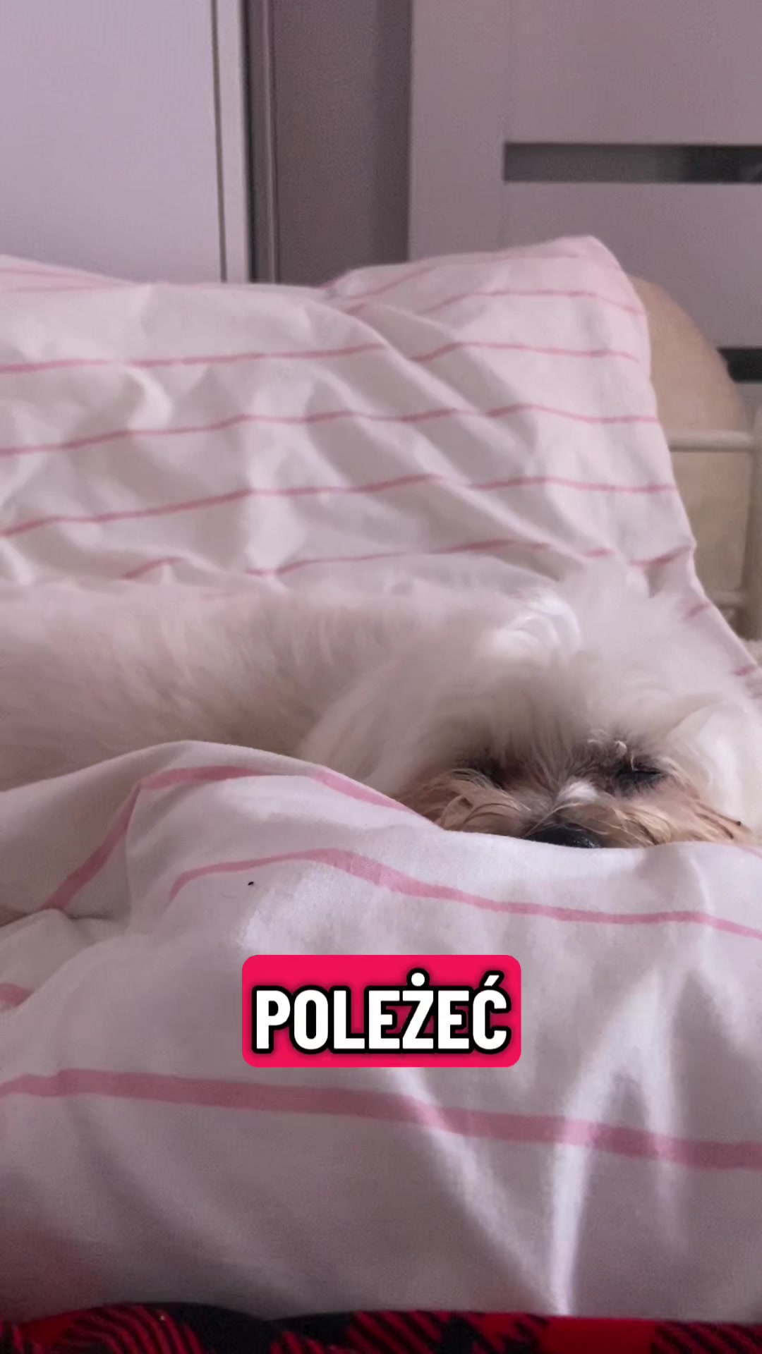@P1 Zmora