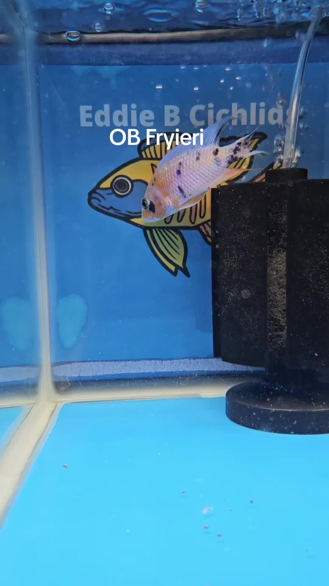 @EddieBcichlids