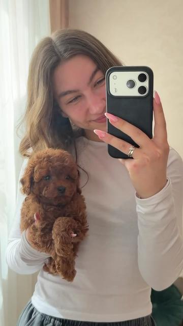 @Maltipoo Puppy Place