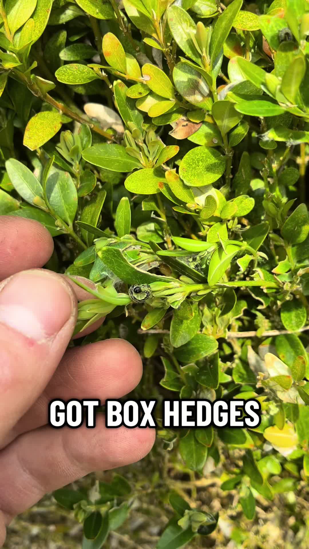 @All The Small Plants