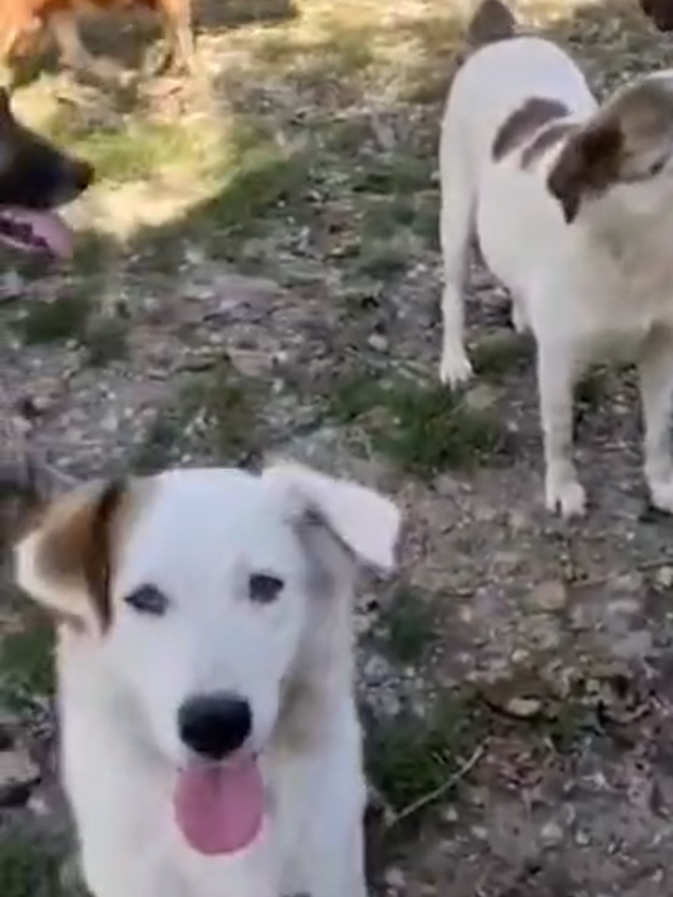 @Greek Animal Rescue
