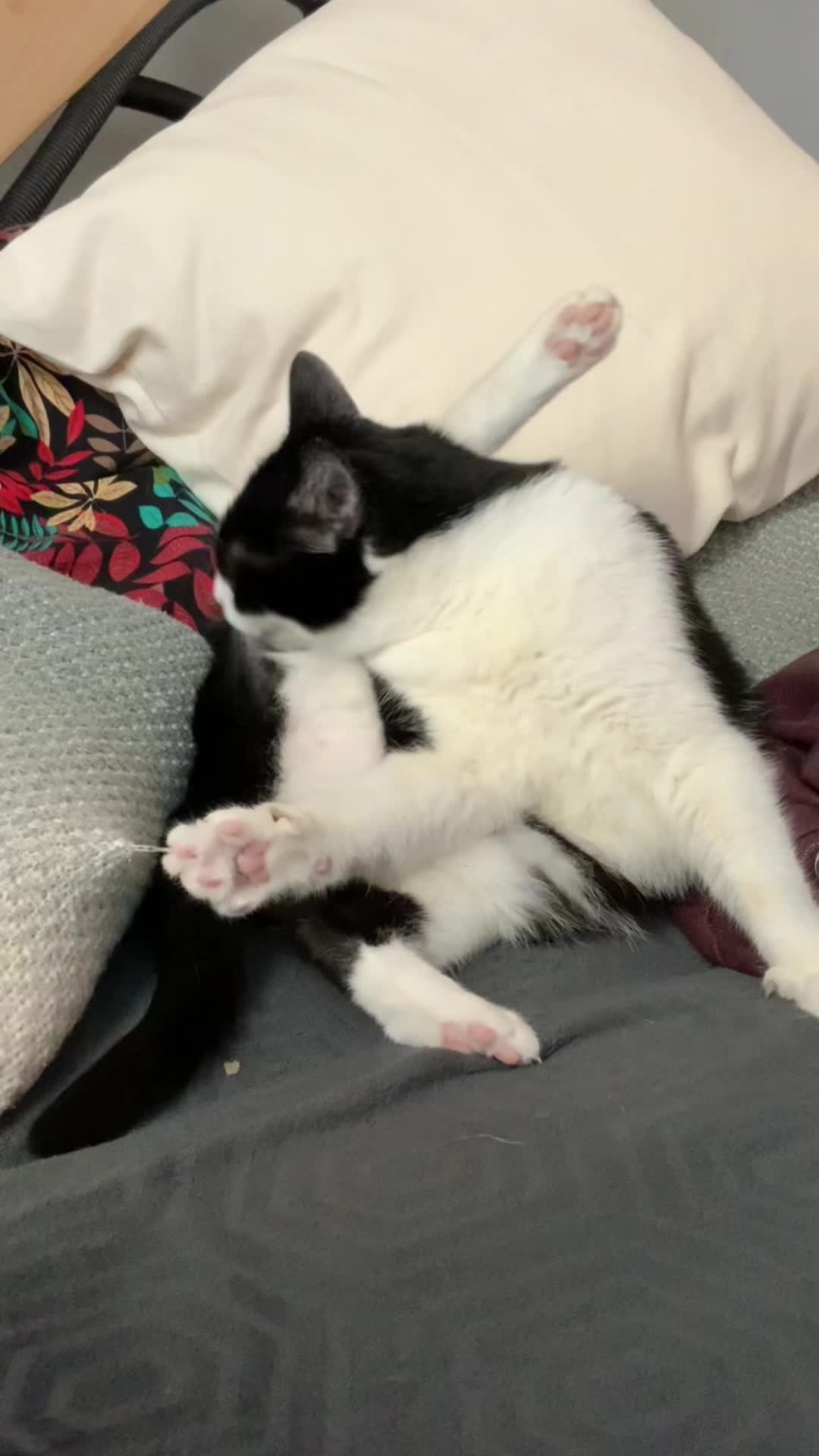 @Kobe the Kitty
